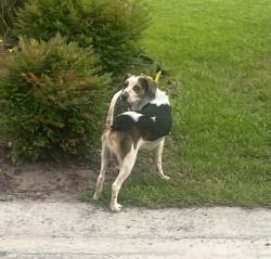 Found/Stray Unknown Dog last seen Catamaran Drive, Wilmington, NC 28412