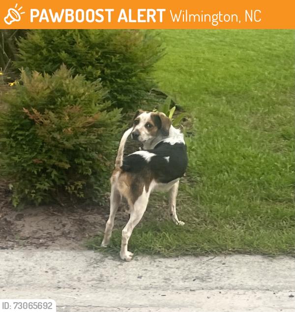 Found/Stray Unknown Dog last seen Catamaran Drive, Wilmington, NC 28412