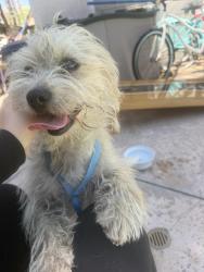Found/Stray Female Dog last seen Los Serrano rd, Chino Hills, CA 91709