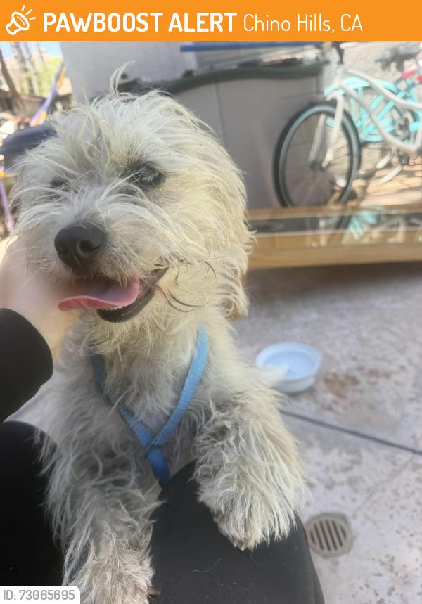 Found/Stray Female Dog last seen Los Serrano rd, Chino Hills, CA 91709
