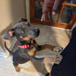 Lost Female Dog last seen Mary Dean and Kyle circle, Hiram, GA 30141