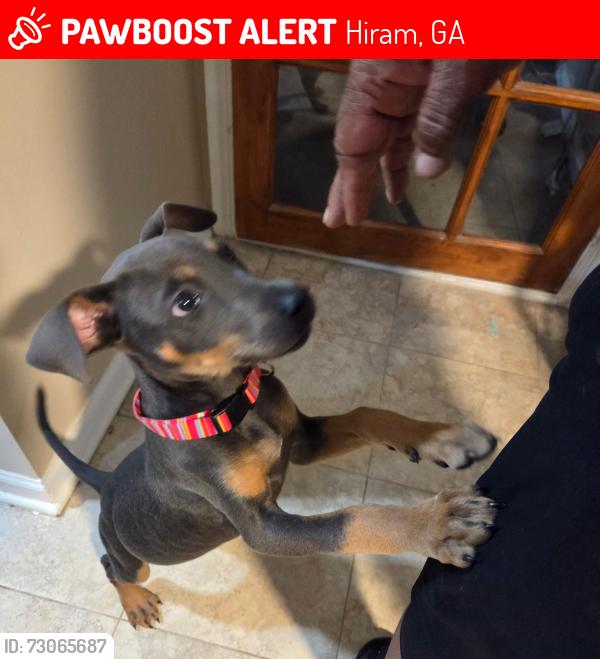 Lost Female Dog last seen Mary Dean and Kyle circle, Hiram, GA 30141