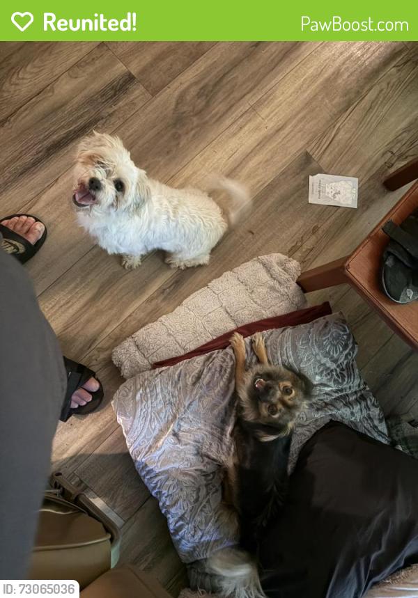 Reunited Male Dog last seen Ross ave and Quebec ave , Cincinnati, OH 45205