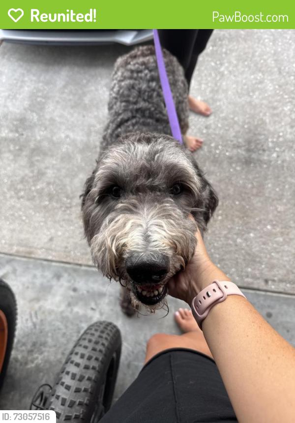Reunited Male Dog last seen Ceitus and SW 26th Ave. , Cape Coral, FL 33991