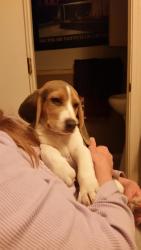 Lost Male Dog last seen 117th Street & Stark Ave, Kansas City, MO 64134