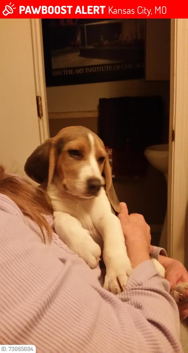 Lost Male Dog last seen 117th Street & Stark Ave, Kansas City, MO 64134