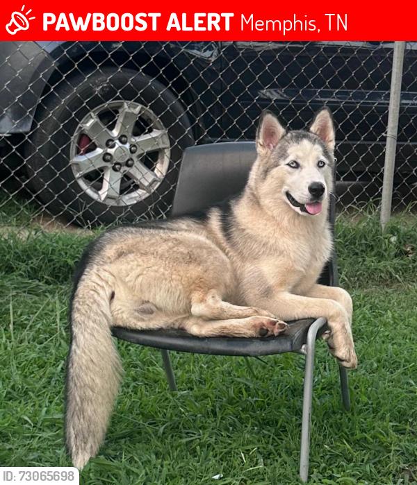 Lost Female Dog last seen Near Mallory ave, Memphis, TN 38111