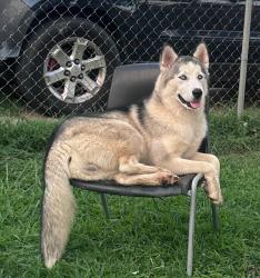 Lost Female Dog last seen Near Mallory ave, Memphis, TN 38111