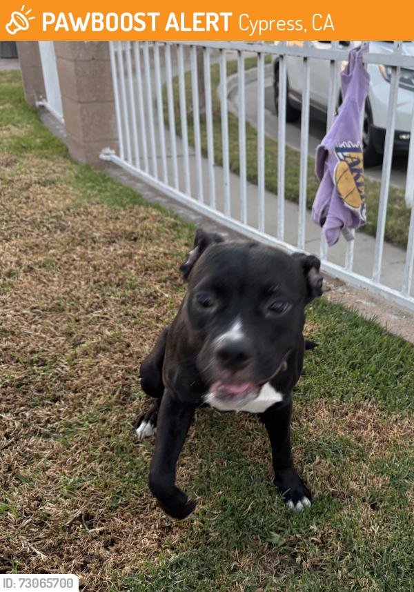 Found/Stray Female Dog last seen Holder & Cerritos Ave, Cypress, CA 90630