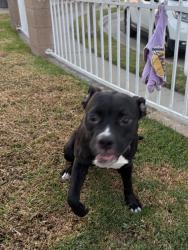 Found/Stray Female Dog last seen Holder & Cerritos Ave, Cypress, CA 90630