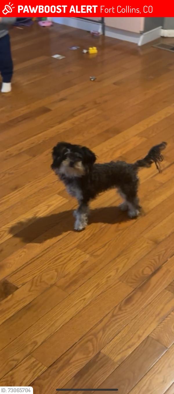 Lost Female Dog last seen Near gold charm Fort Collins, Fort Collins, CO 80524