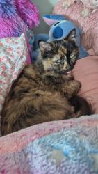 Reunited Female Cat last seen Albert and Albany, Oshawa, ON L1H