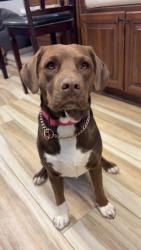 Reunited Female Dog last seen Near High Plains St SW Los Lunas NM 87031 USA, Los Lunas, NM 87031