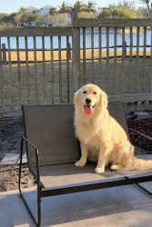 Reunited Female Dog last seen Hibiscus De and Royal Palm Beach Blvd, Royal Palm Beach, FL 33411
