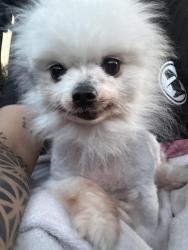 Found/Stray Male Dog last seen Union street and North street, Manchester, NH 03104