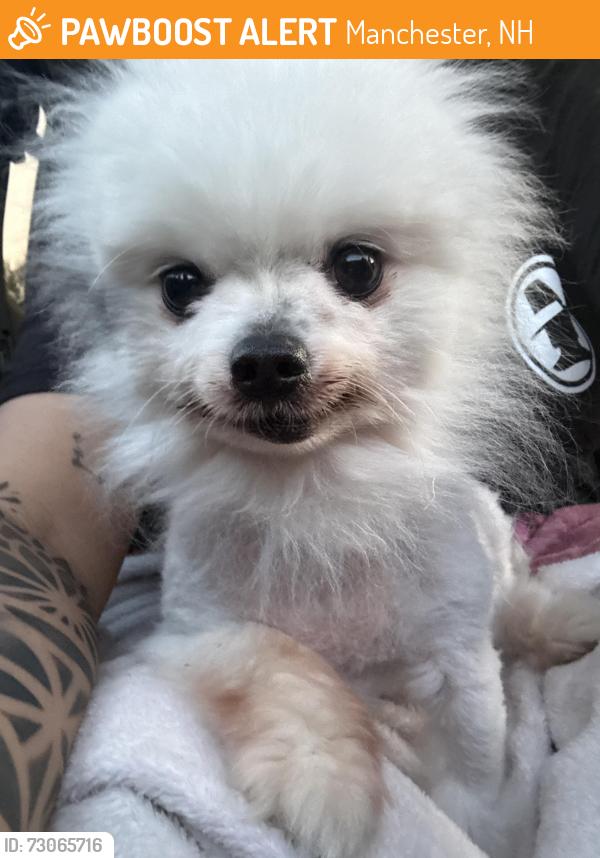 Found/Stray Male Dog last seen Union street and North street, Manchester, NH 03104