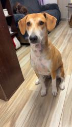Reunited Female Dog last seen Near High Plains St SW Los Lunas NM 87031 USA, Los Lunas, NM 87031
