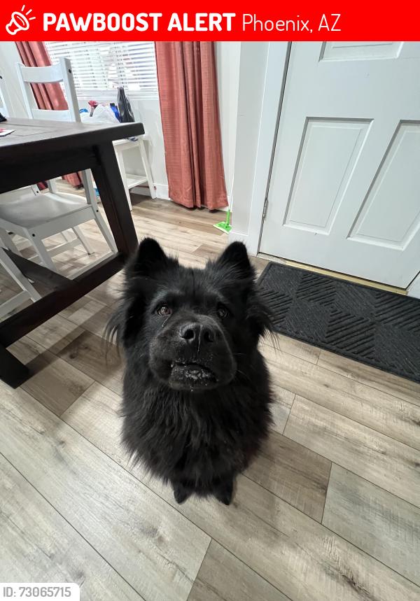 Lost Female Dog last seen 35th ave and Peoria, Phoenix, AZ 85029