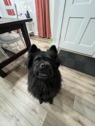 Lost Female Dog last seen 35th ave and Peoria, Phoenix, AZ 85029