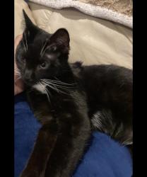 Lost Male Cat last seen Wesley lane, Coatesville, PA 19320