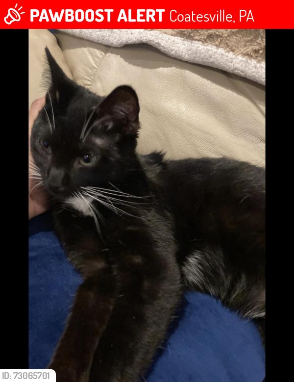 Lost Male Cat last seen Wesley lane, Coatesville, PA 19320