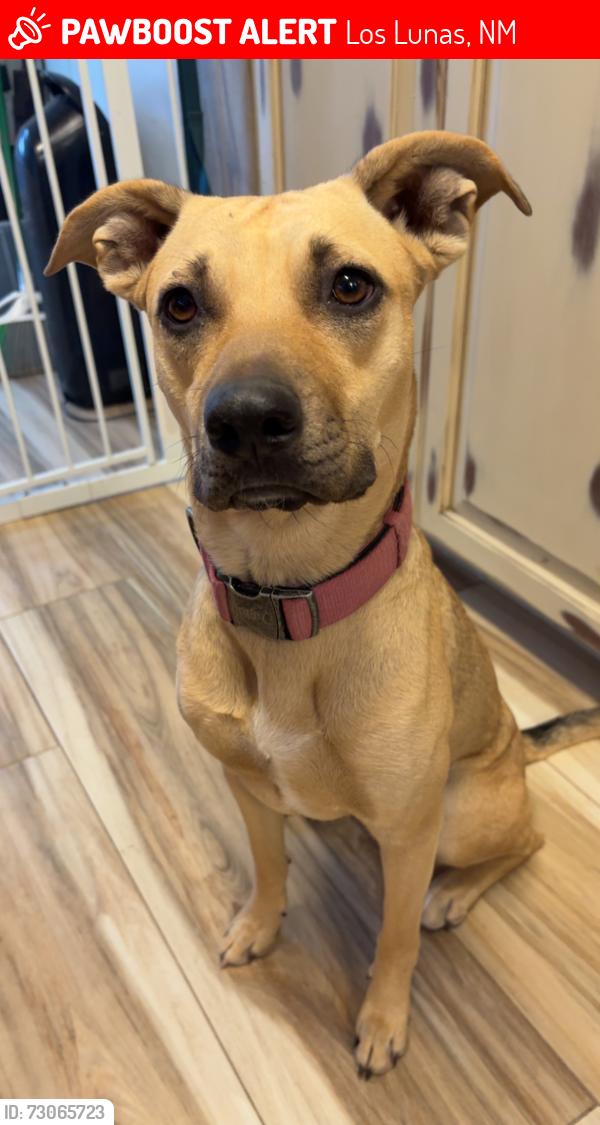 Lost Female Dog last seen Near High Plains St SW Los Lunas NM 87031 USA, Los Lunas, NM 87031