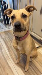 Lost Female Dog last seen Near High Plains St SW Los Lunas NM 87031 USA, Los Lunas, NM 87031