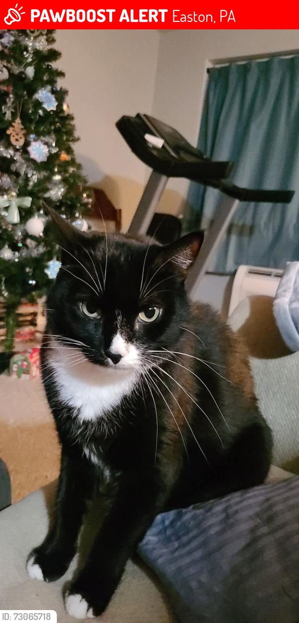 Lost Male Cat last seen Autobots of easton, Easton, PA 18042