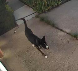 Found/Stray Unknown Dog last seen propps and baldwin, Albuquerque, NM 87112