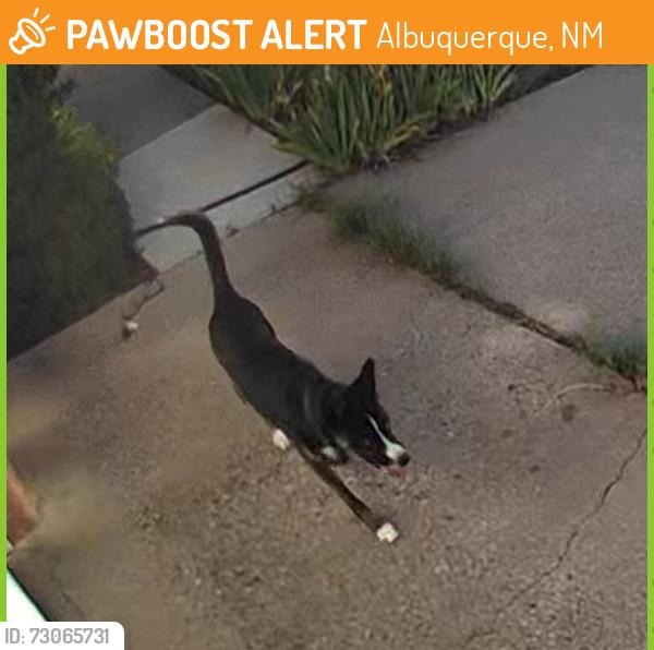 Found/Stray Unknown Dog last seen propps and baldwin, Albuquerque, NM 87112
