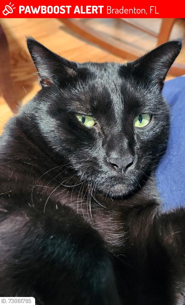 Lost Male Cat last seen Behind Bradenton Christian School, Bradenton, FL 34209
