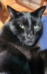 Lost Male Cat last seen Behind Bradenton Christian School, Bradenton, FL 34209