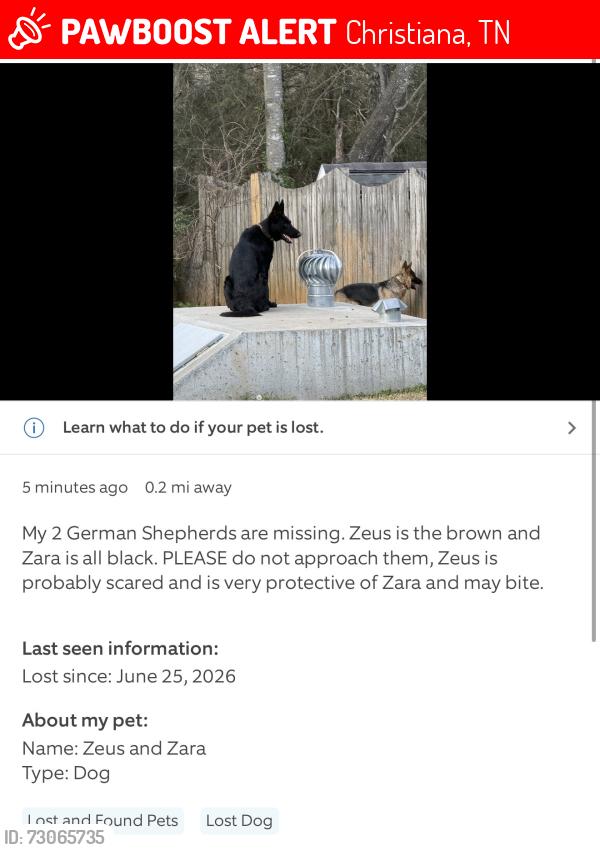 Lost Female Dog last seen Golden valley dr/ rucker rd, Christiana, TN 37037