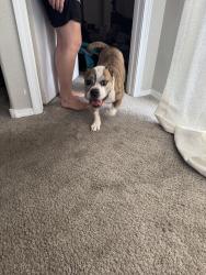 Found/Stray Female Dog last seen ventana west, Albuquerque, NM 87114