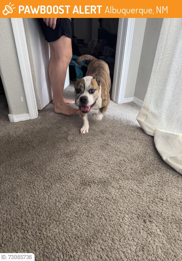 Found/Stray Female Dog last seen ventana west, Albuquerque, NM 87114