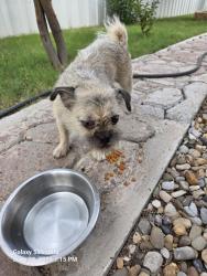 Found/Stray Female Dog last seen Garden lane, Midland, TX 79701