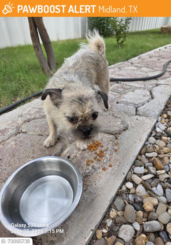 Found/Stray Female Dog last seen Garden lane, Midland, TX 79701