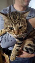 Lost Male Cat last seen Near crossing S.Mason rd and Westheimer prkw, Katy, TX 77450