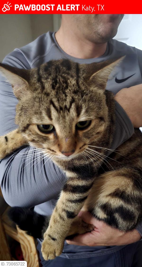 Lost Male Cat last seen Near crossing S.Mason rd and Westheimer prkw, Katy, TX 77450