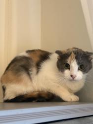 Lost Female Cat last seen Van Nuys Blvd, Los Angeles, CA 91423