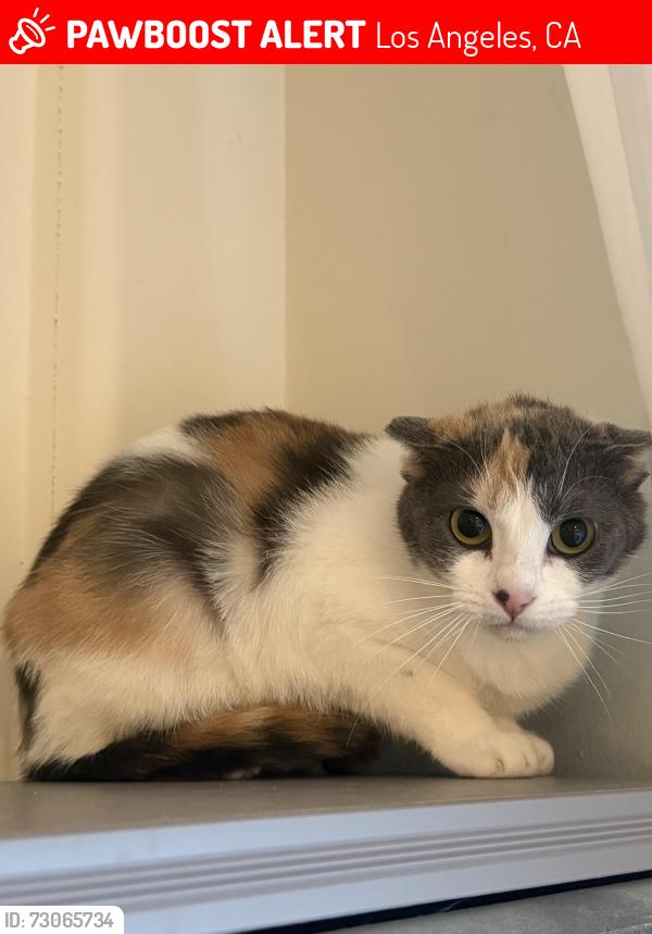 Lost Female Cat last seen Van Nuys Blvd, Los Angeles, CA 91423