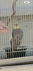 Lost Unknown Bird last seen Near buena vista ave lemon grove CA 91945, Lemon Grove, CA 91945