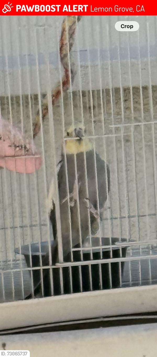 Lost Unknown Bird last seen Near buena vista ave lemon grove CA 91945, Lemon Grove, CA 91945