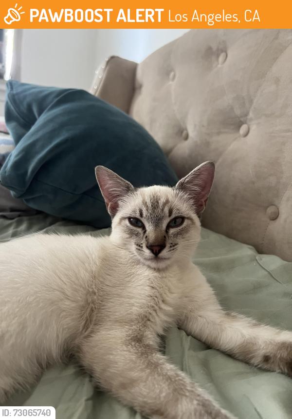 Found/Stray Male Cat last seen S Ave 55, Los Angeles, CA 90042