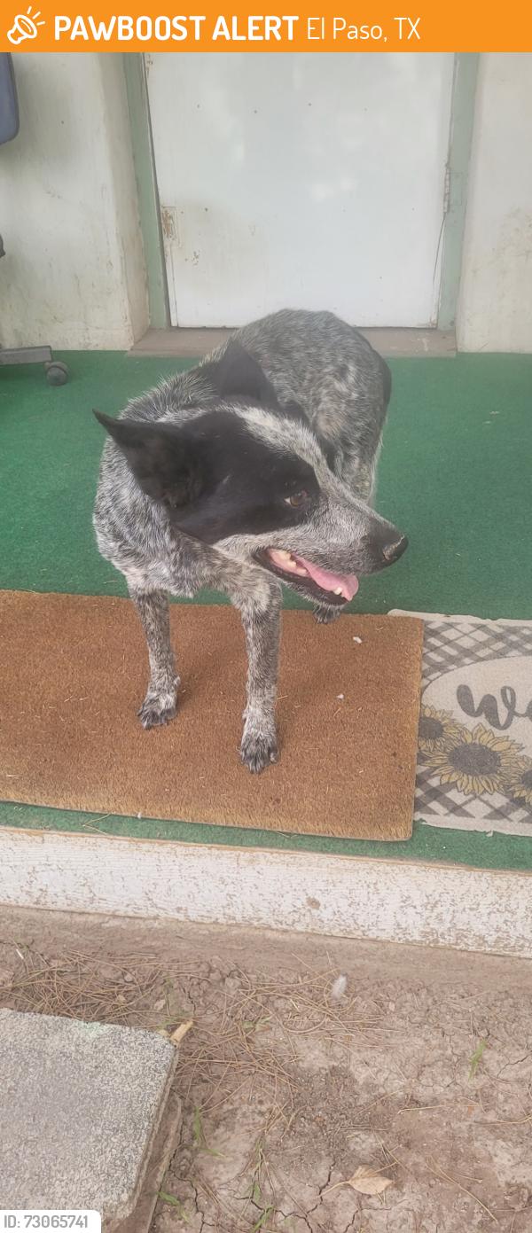 Found/Stray Unknown Dog last seen Alameda ave /easter way, El Paso, TX 79915