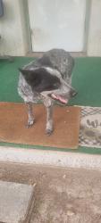 Found/Stray Unknown Dog last seen Alameda ave /easter way, El Paso, TX 79915