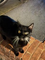 Found/Stray Unknown Cat last seen Farringdon station, Greater London, England EC1M