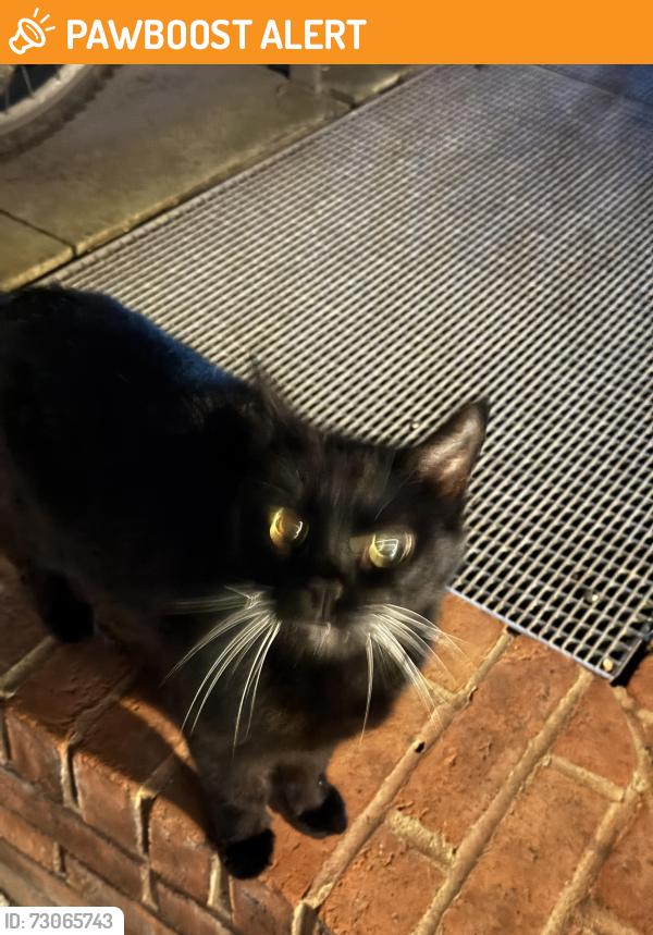 Found/Stray Unknown Cat last seen Farringdon station, Greater London, England EC1M