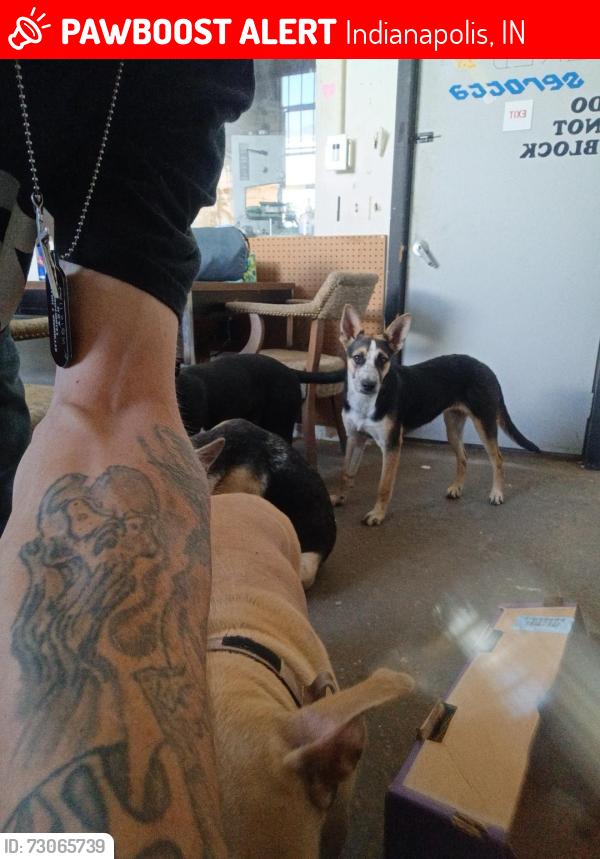 Lost Female Dog last seen Wilhelm construction on prospect st near southeastern West of Emerson Ave , Indianapolis, IN 46201