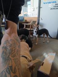 Lost Female Dog last seen Wilhelm construction on prospect st near southeastern West of Emerson Ave , Indianapolis, IN 46201